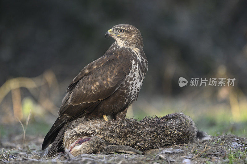 欧亚秃鹰配野兔(Buteo Buteo)